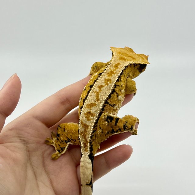 노멀 트라이 익스트림할리퀸 텐저린