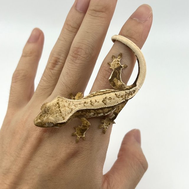 노멀 트라이 드리피 익스트림할리퀸 텐저린