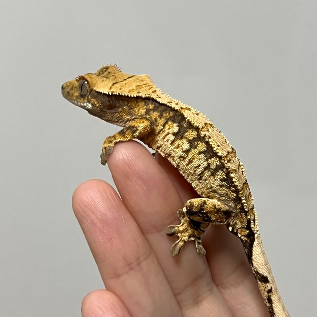 노멀 트라이 익스트림할리퀸 화이트스팟