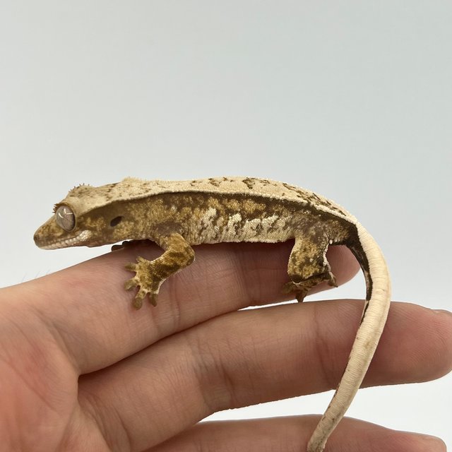 노멀 트라이 드리피 익스트림할리퀸 텐저린