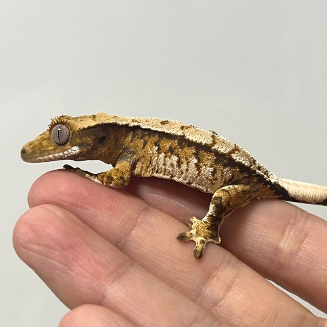 트라이 익스트림할리퀸 화이트스팟 텐저린 노멀 화이트포트홀