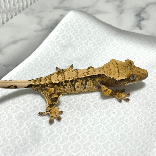 노멀 트라이 익스트림할리퀸 화이트스팟