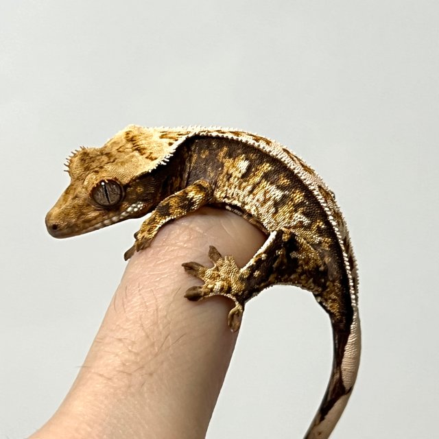 노멀 트라이 익스트림할리퀸 화이트스팟