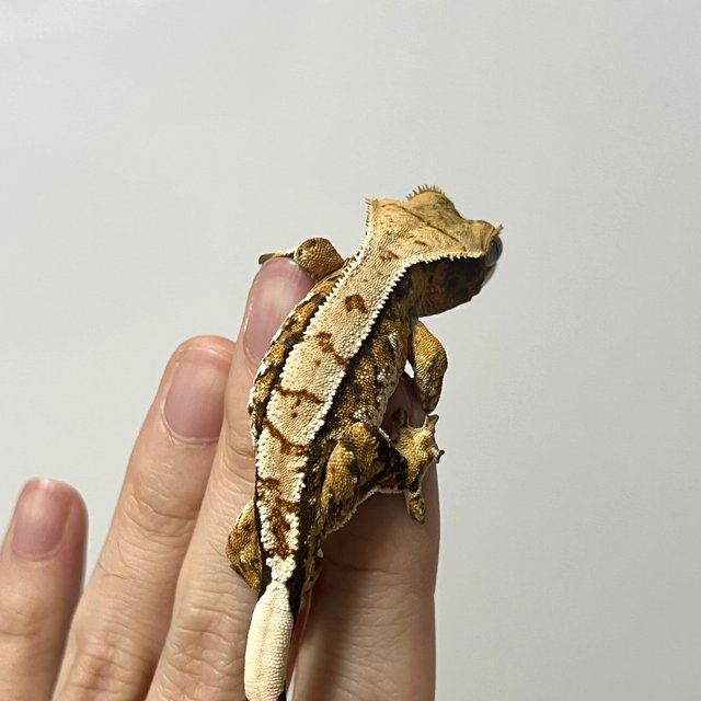 트라이 익스트림할리퀸 화이트스팟 텐저린 노멀 화이트포트홀