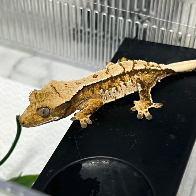 트라이 익스트림할리퀸 화이트스팟 텐저린 노멀 화이트포트홀