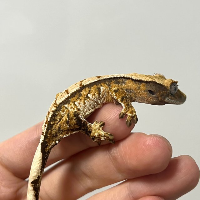 트라이 익스트림할리퀸 화이트스팟 텐저린 노멀 화이트포트홀