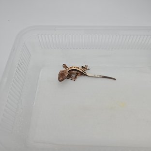 카푸치노 핀스트라이프 화이트핀 트라이 다크