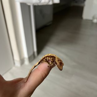 노멀 트라이 익스트림할리퀸 할리퀸