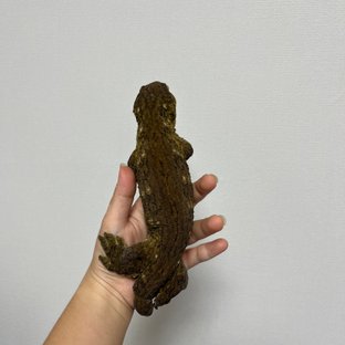 GT 야테