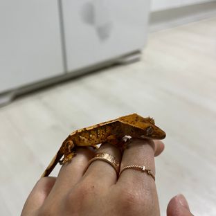 뚜이