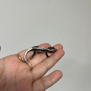 아잔틱