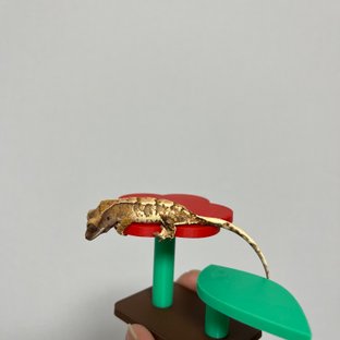 노멀 트라이 익스트림할리퀸