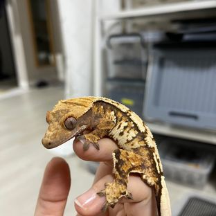 가람
