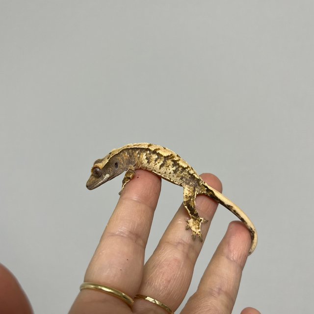 노멀 트라이 익스트림할리퀸