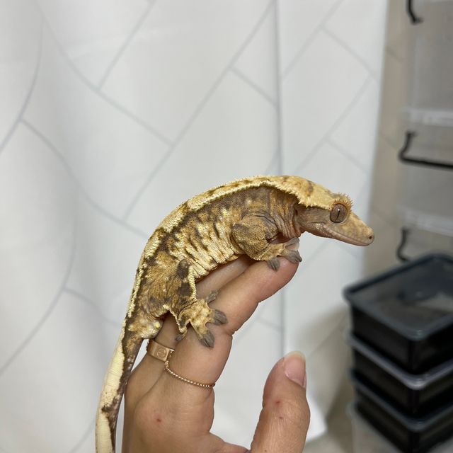 노멀 트라이 익스트림할리퀸 텐저린