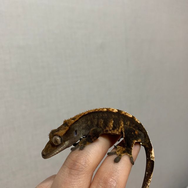 노멀 익스트림할리퀸 다크