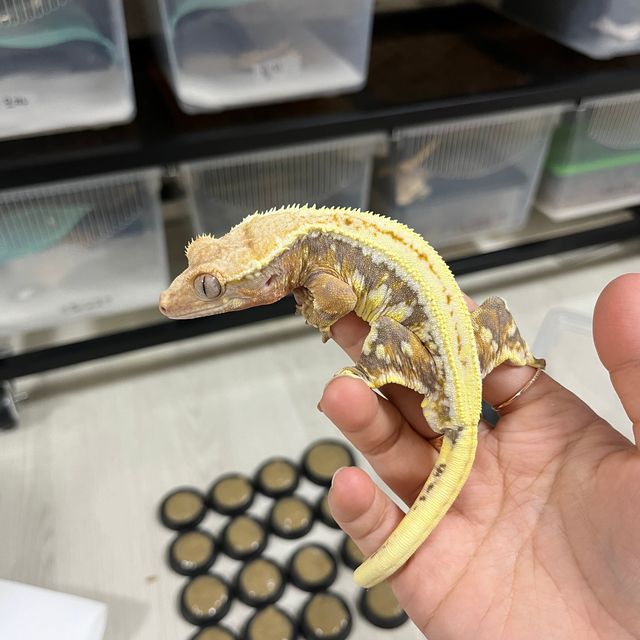 릴리화이트 트라이