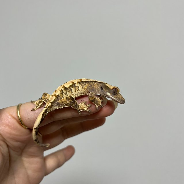 노멀 트라이 익스트림할리퀸