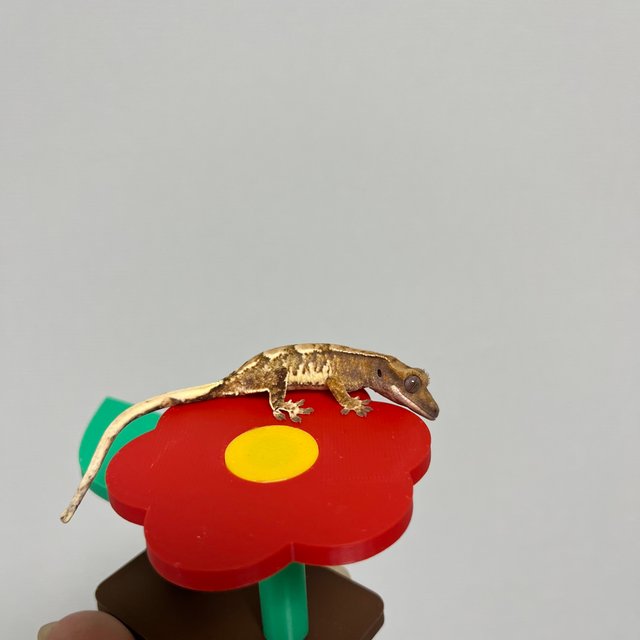 노멀 트라이 익스트림할리퀸