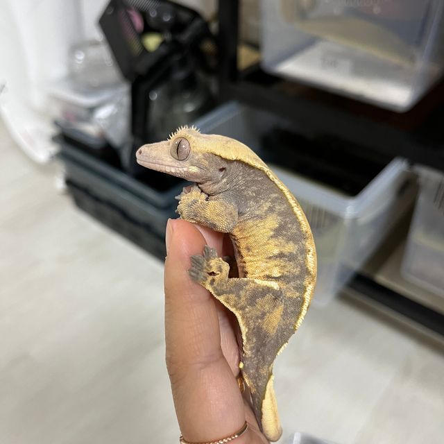 익스트림할리퀸 트라이
