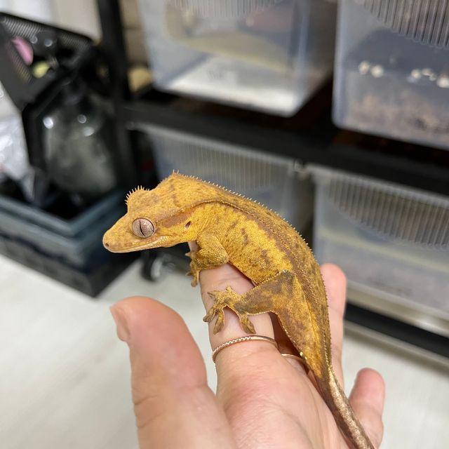 쿼드 옐로우 크림