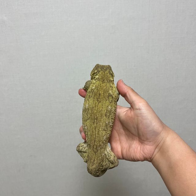 GT 야테
