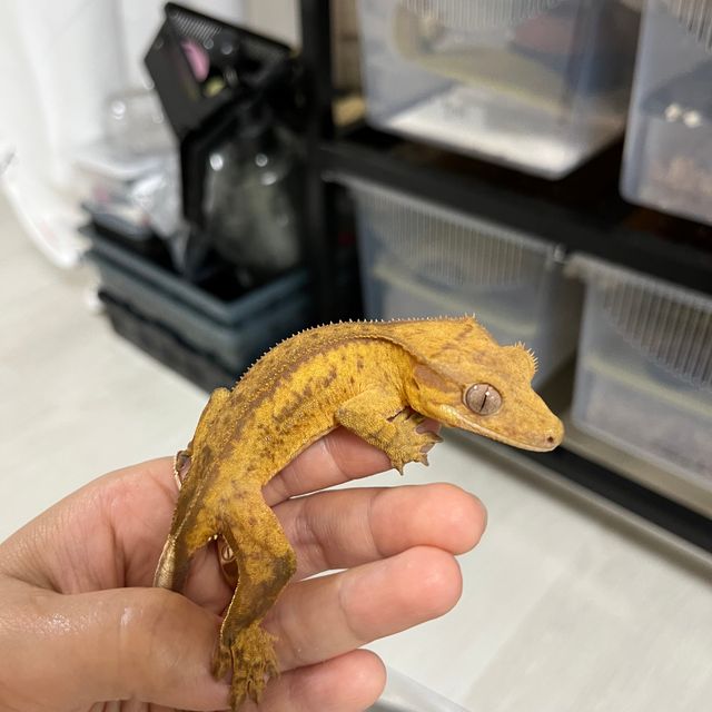 쿼드 옐로우 크림