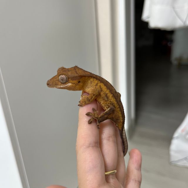 쿼드 옐로우 크림