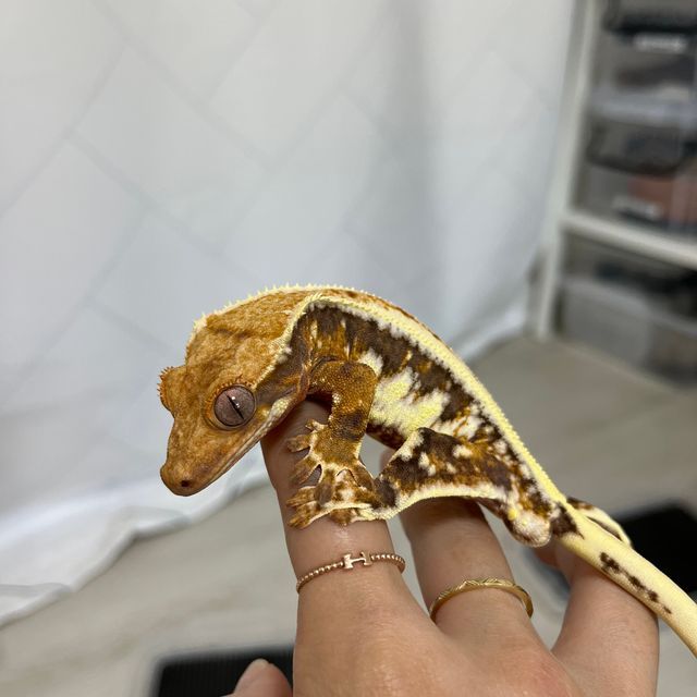 릴리화이트 트라이