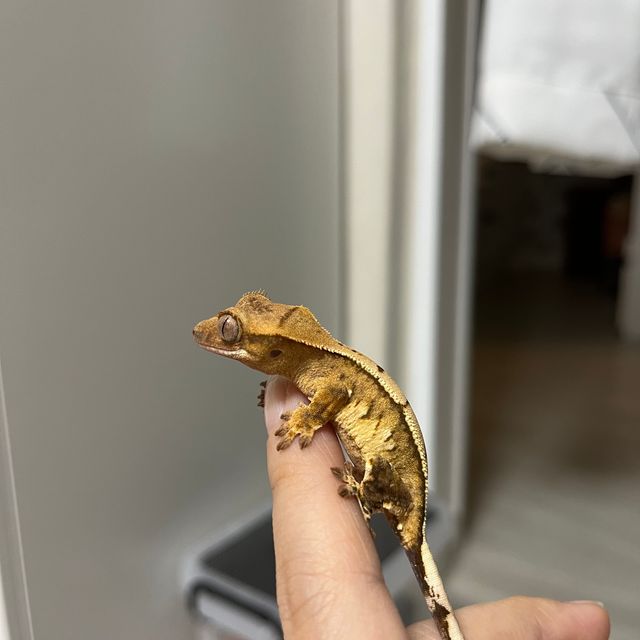 노멀 크림시클
