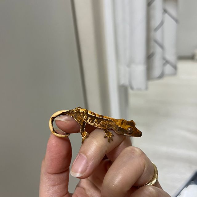 노멀 트라이 익스트림할리퀸 텐저린