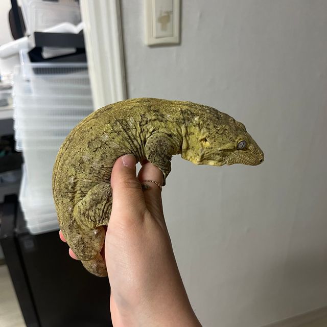 GT 야테