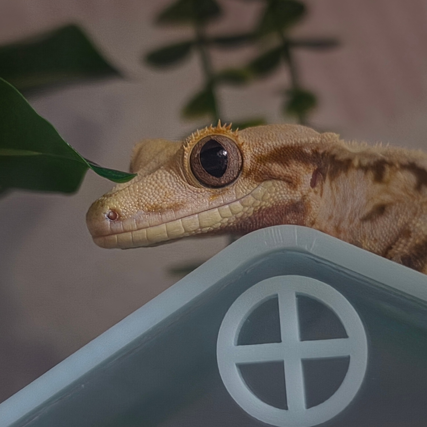 방구석집사