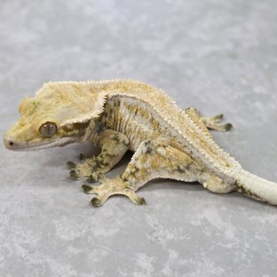 트라이 핀스트라이프 풀핀