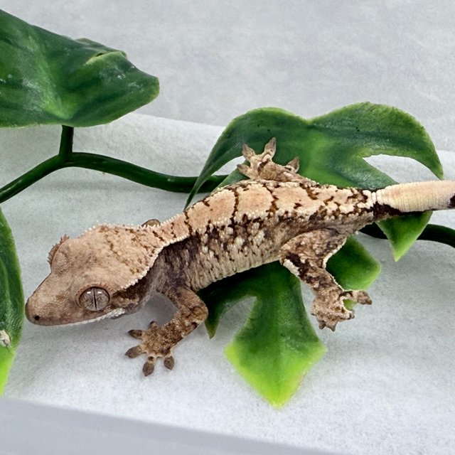 노멀 화이트스팟