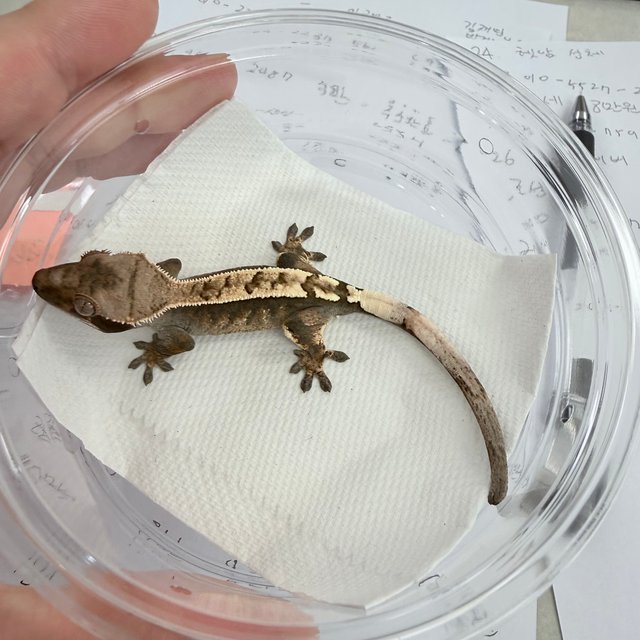 세이블 100%헷아잔틱