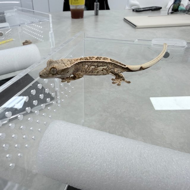 노멀 쿼드 핀스트라이프