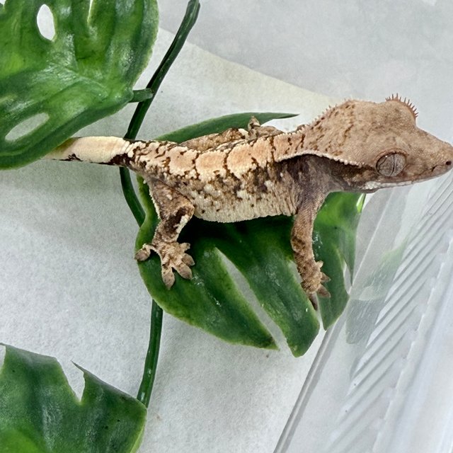 노멀 화이트스팟