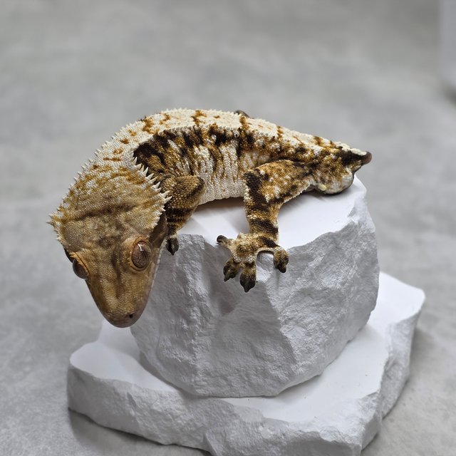 드리피 화이트스팟 트라이