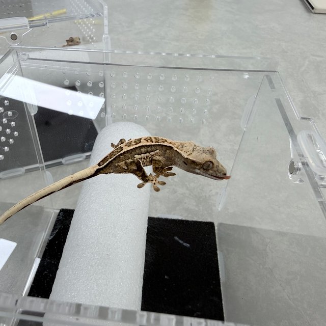 노멀 쿼드 핀스트라이프