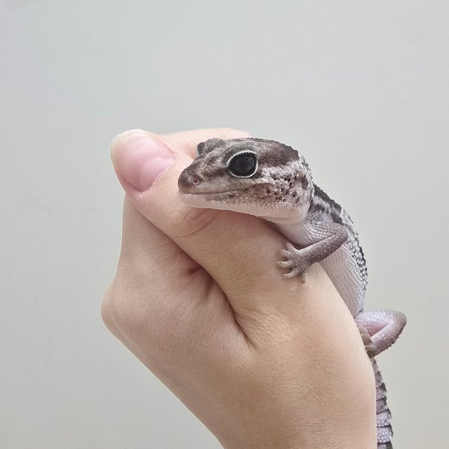 오레오 헷 아멜라니스틱 헷 줄루