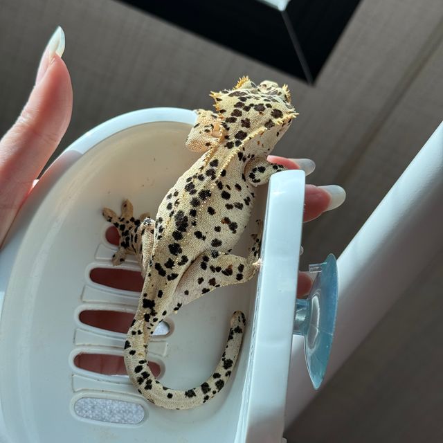 슈퍼달마시안 달마시안