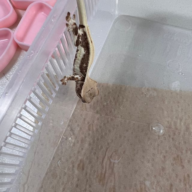 릴리화이트 풀핀 화이트 판다 레이지