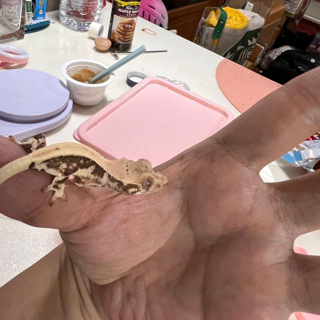 릴리화이트 풀핀 화이트 판다 레이지