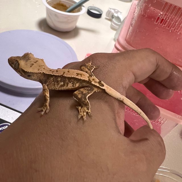 노멀 트라이