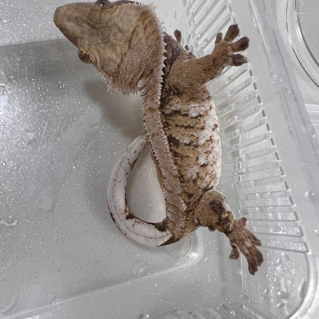 트라이 바브
