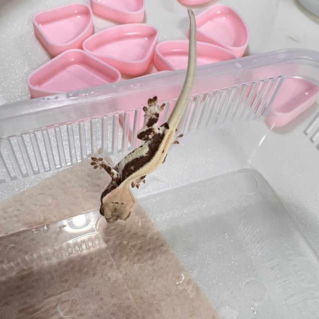 릴리화이트 풀핀 화이트 판다 레이지