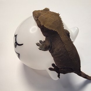 다크 벅스킨 블랙