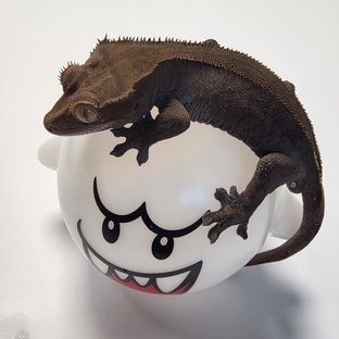 챠콜 팬텀 카푸치노 다크