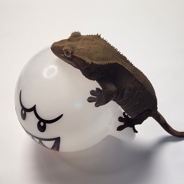 다크 벅스킨 블랙